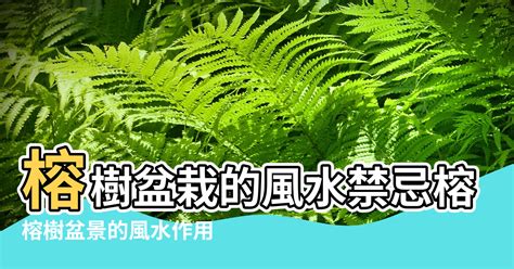 榕樹 招陰|榕樹禁忌大全：台灣民間習俗的秘辛 